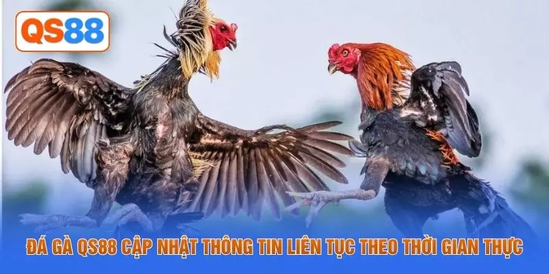 Đá gà QS88 cập nhật thông tin liên tục theo thời gian thực